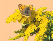 Butterfly at Lendales Farm