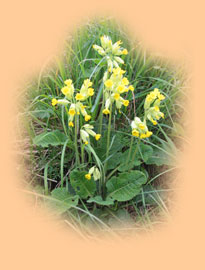 Cowslips at lendales Farm