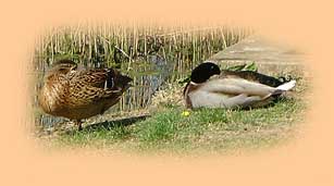 Mallard ducks at Lendales Farm
