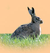 Brown Hare at Lendales Farm